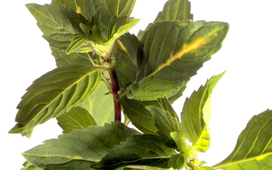 CosMedix: Born from Botanicals