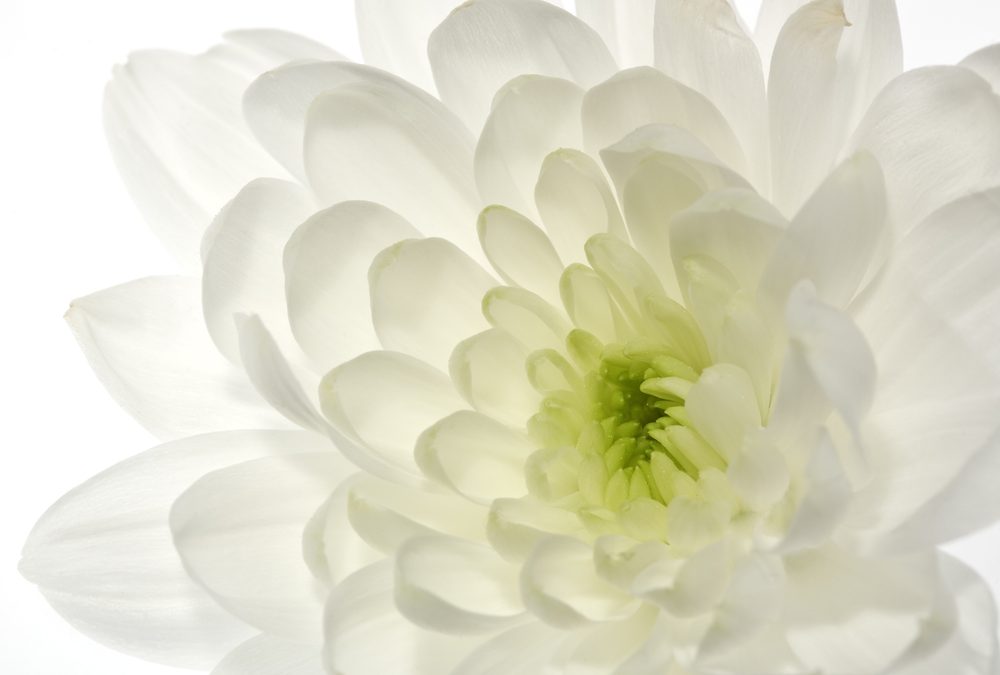 Cosmedix: GREEN LOVE!