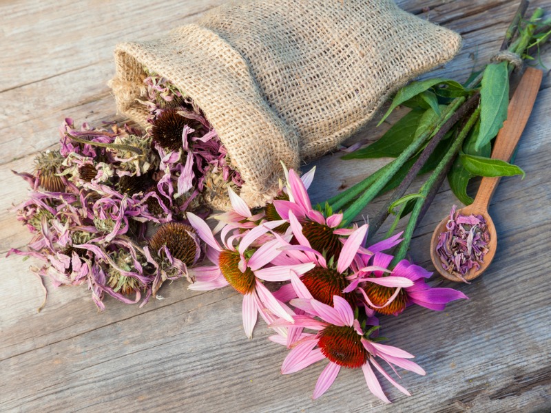 ECHINACEA SUPPLMENT REVIEW
