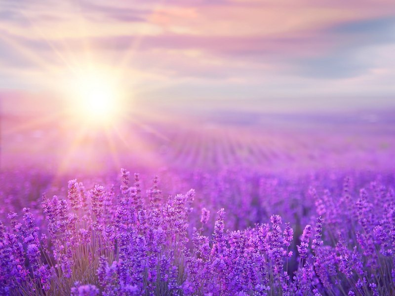 Lavender – Aromatherapy Focus
