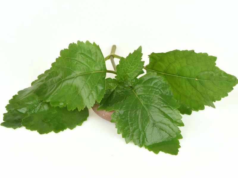 Patchouli Oil – Aromatherapy Focus
